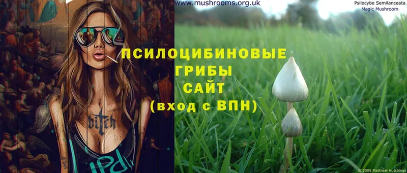 Псилоцибиновые грибы Cubensis  Будённовск 